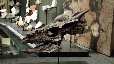 Berlin Octobre 2015, Naturkundemuseum_01