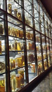 Berlin Octobre 2015, Naturkundemuseum_02