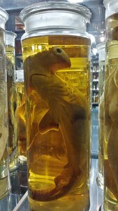 Berlin Octobre 2015, Naturkundemuseum_03
