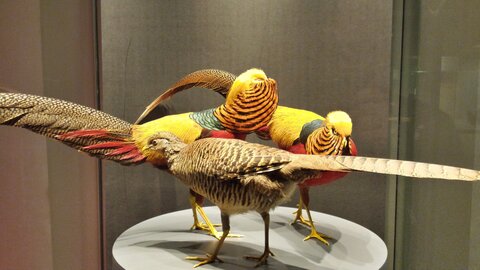 Berlin Octobre 2015, Naturkundemuseum_04