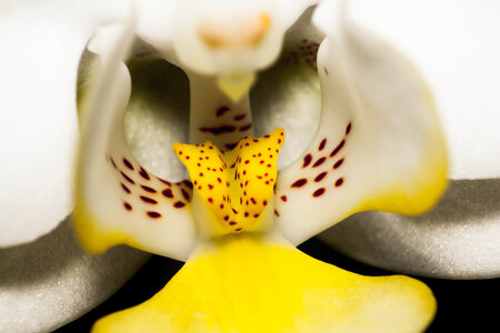 Macro, IMG_0973