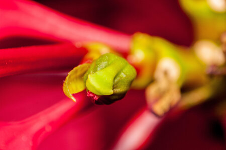 Macro, IMG_0980