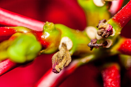 Macro, IMG_0981