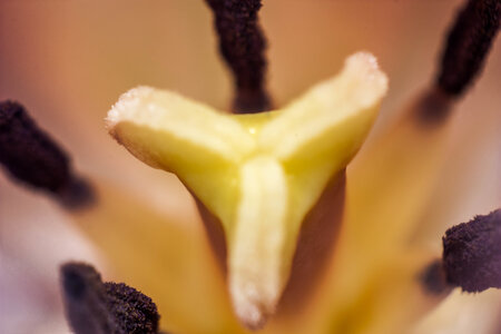 Macro, IMG_0984