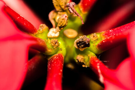 Macro, IMG_0995
