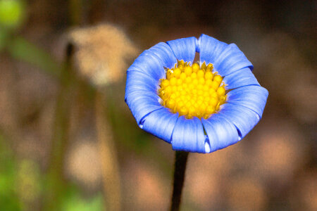 Macro, IMG_1030
