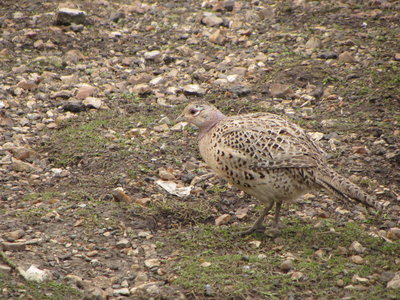 Magnifique poule faisanne, IMG_5214