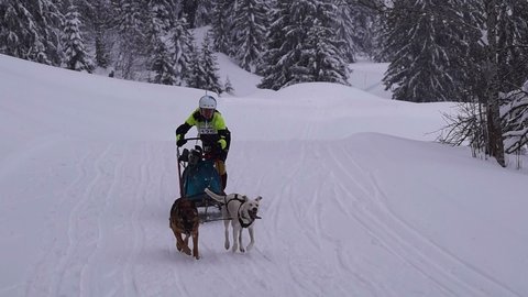 La Pesse 2016 course de chiens de taineau, 20160306112820 1   Copier 