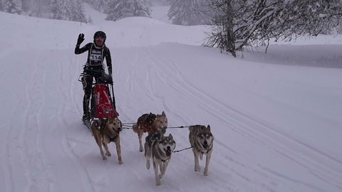 La Pesse 2016 course de chiens de taineau, 20160306113615 1   Copier 