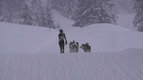 La Pesse 2016 course de chiens de taineau, 20160306113735 1   Copier 
