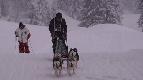 La Pesse 2016 course de chiens de taineau, 20160306114131 2   Copier 