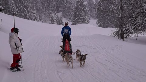 La Pesse 2016 course de chiens de taineau, 20160306114326 1   Copier 
