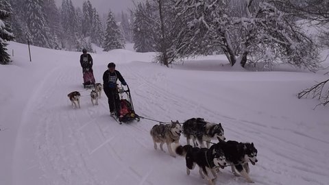 La Pesse 2016 course de chiens de taineau, 20160306114759 1   Copier 