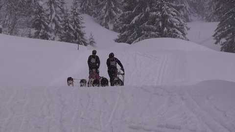 La Pesse 2016 course de chiens de taineau, 20160306114759 2   Copier 