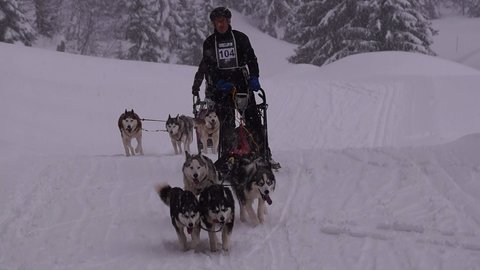 La Pesse 2016 course de chiens de taineau, 20160306114759 3   Copier 