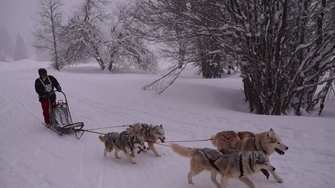 La Pesse 2016 course de chiens de taineau, 20160306115340 1   Copier 