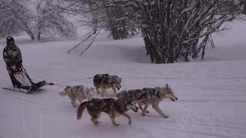 La Pesse 2016 course de chiens de taineau, 20160306115832 1   Copier 