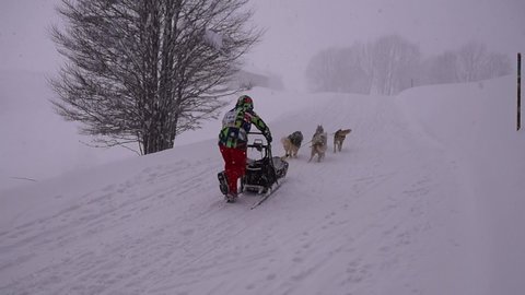 La Pesse 2016 course de chiens de taineau, 20160306115933 1   Copier 