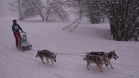 La Pesse 2016 course de chiens de taineau, 20160306120253 1   Copier 