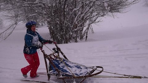 La Pesse 2016 course de chiens de taineau, 20160306120253 2   Copier 