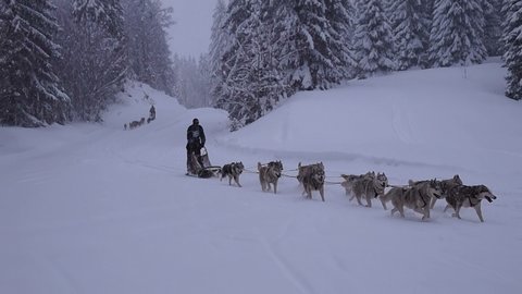 La Pesse 2016 course de chiens de taineau, 20160306123621 1   Copier 