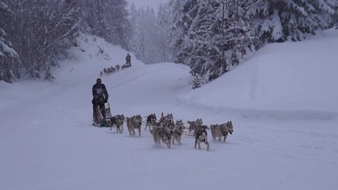 La Pesse 2016 course de chiens de taineau, 20160306123621 2   Copier 