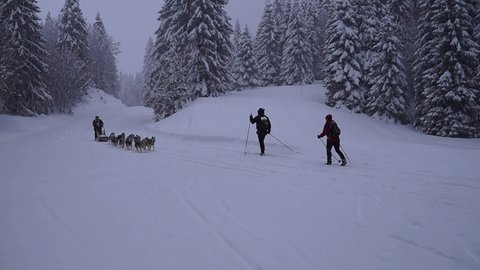 La Pesse 2016 course de chiens de taineau, 20160306123621 3   Copier 