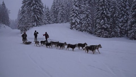 La Pesse 2016 course de chiens de taineau, 20160306123621 4   Copier 