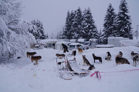 La Pesse 2016 course de chiens de taineau, DSC09216  Copier 