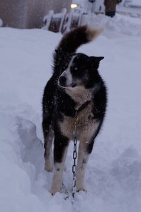 La Pesse 2016 course de chiens de taineau, DSC09236  Copier 