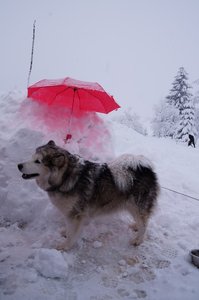 La Pesse 2016 course de chiens de taineau, DSC09238  Copier 