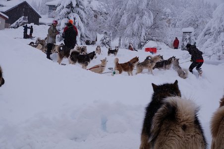 La Pesse 2016 course de chiens de taineau, DSC09252  Copier 