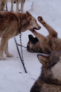 La Pesse 2016 course de chiens de taineau, DSC09258  Copier 