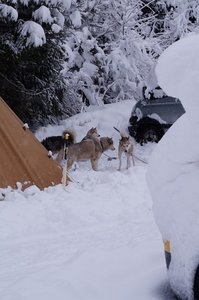 La Pesse 2016 course de chiens de taineau, DSC09271  Copier 