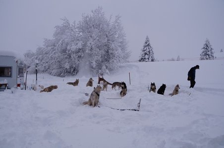 La Pesse 2016 course de chiens de taineau, DSC09272  Copier 