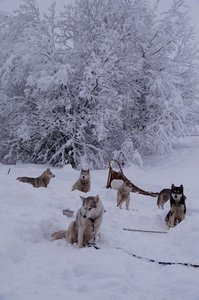 La Pesse 2016 course de chiens de taineau, DSC09273  Copier 