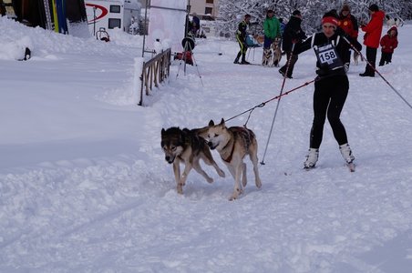 La Pesse 2016 course de chiens de taineau, DSC09314  Copier 