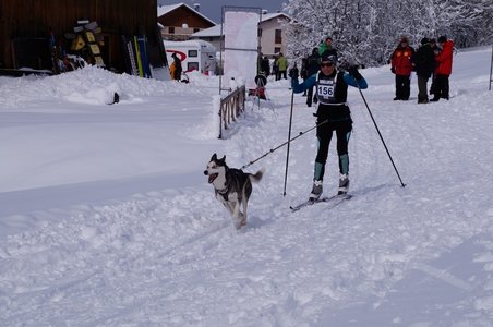 La Pesse 2016 course de chiens de taineau, DSC09317  Copier 