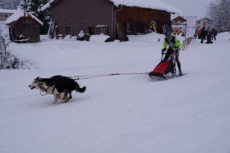 La Pesse 2016 course de chiens de taineau, DSC09325  Copier 