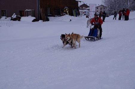 La Pesse 2016 course de chiens de taineau, DSC09328  Copier 