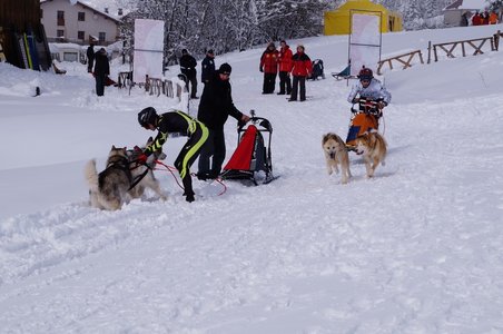 La Pesse 2016 course de chiens de taineau, DSC09333  Copier 