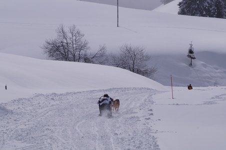 La Pesse 2016 course de chiens de taineau, DSC09334  Copier 