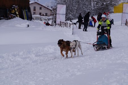 La Pesse 2016 course de chiens de taineau, DSC09338  Copier 