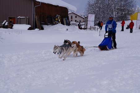 La Pesse 2016 course de chiens de taineau, DSC09340  Copier 