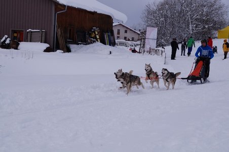 La Pesse 2016 course de chiens de taineau, DSC09341  Copier 