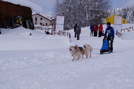 La Pesse 2016 course de chiens de taineau, DSC09347  Copier 
