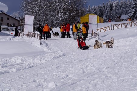 La Pesse 2016 course de chiens de taineau, DSC09350  Copier 