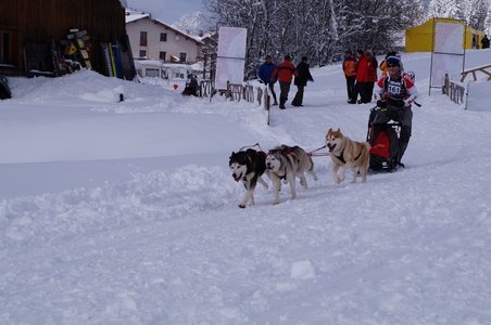 La Pesse 2016 course de chiens de taineau, DSC09355  Copier 