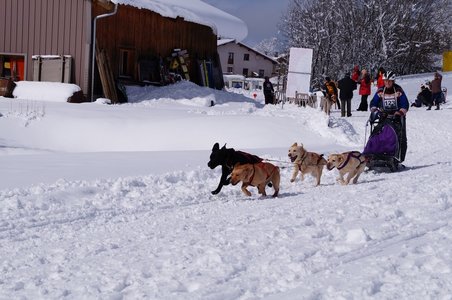 La Pesse 2016 course de chiens de taineau, DSC09359  Copier 