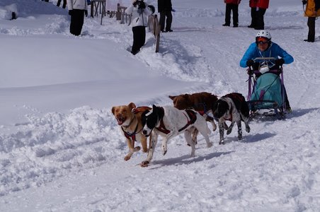 La Pesse 2016 course de chiens de taineau, DSC09362  Copier 